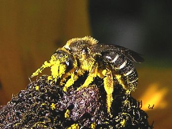 The Pollen Bee