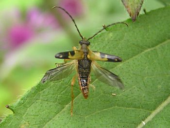 The Lepturine Beetle