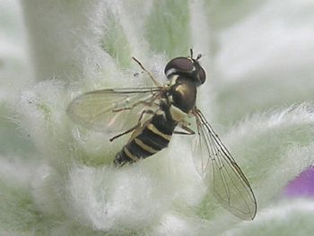 The Sphaerophoria Fly
