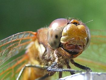 The Dragonfly
