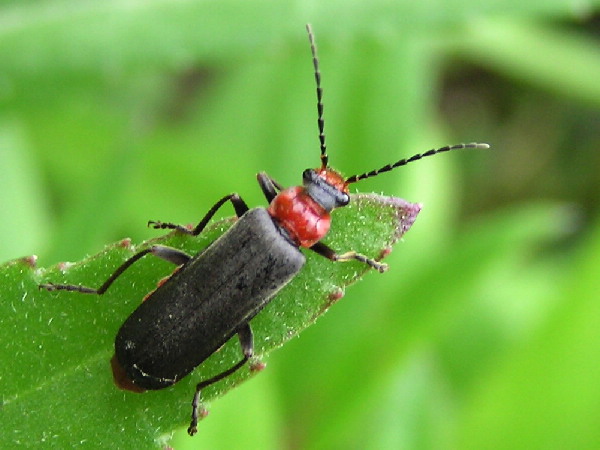 The Soldier Beetle