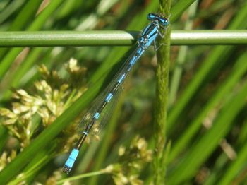 Tule Bluet, Enallagma carunculatum