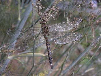 Blue-eyed Darner, Rhionaeschna multicolour, female 