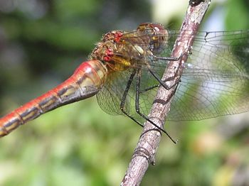 Striped Meadowhawk, Sympetrum pallipes 