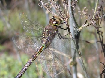 Blue-eyed Darner, Rhionaeschna multicolour