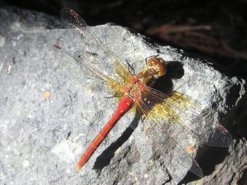 Striped Meadowhawk, Sympetrum pallipes
