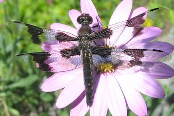 Eight-spotted Skimmer, Libellula forensic