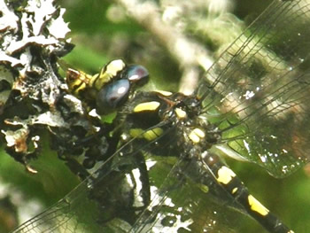 Pacific Spiketail consuming a hover fly