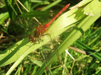 Female Striped Meadowhawk, Sympetrum pallipes