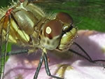 Bugs Trivia 1 - Dragonflies