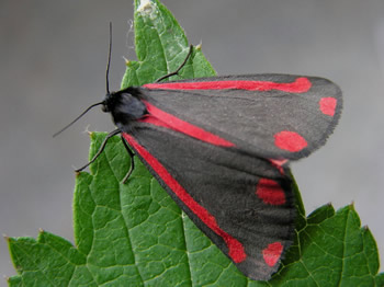 Cinnabar Moth, Tyria jacobaeae  