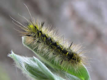 Lophocampa argentata caterpillar