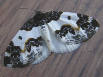 White-ribboned Carpet Moth, Mesoleuca gratulata