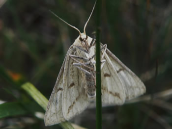 Moths and butterflies have six legs