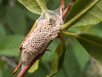 Tussock Moth eggs