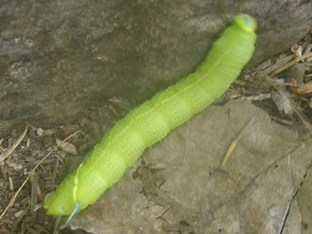 Great Ash Sphinx, Sphinx chersis, caterpillar