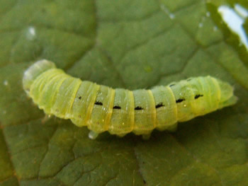 Large Yellow Underwing Caterpillar, Noctua pronuba