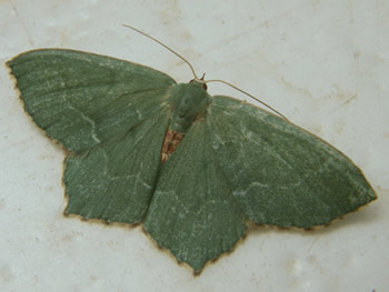 Common Emerald Moth, Hemithea aestivaria