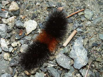 Isabella Tiger Moth caterpillar