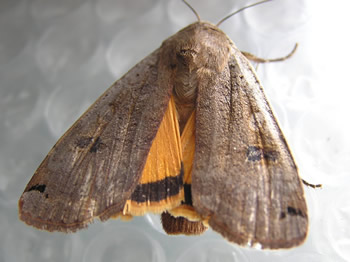 Yellow Underwing, Noctua pronuba 