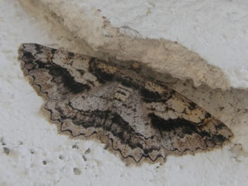 Brownlined Looper, Neoalcis californiaria 