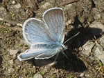 Boisduval's Blue, Plebejus icarioides