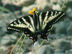 Pale Tiger Swallowtail, Papilio eurymedon