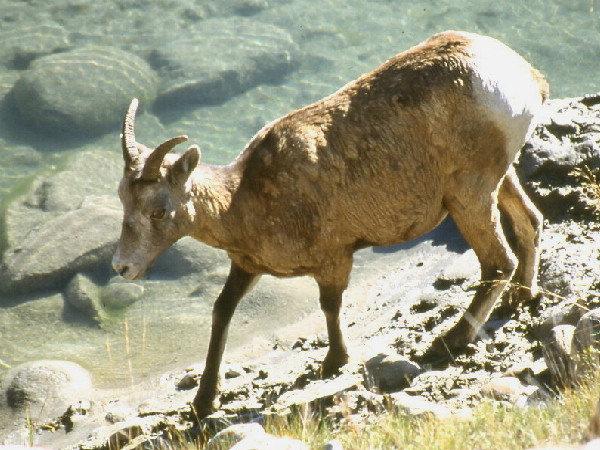 The Rocky Mountain Big Horn Sheep 
