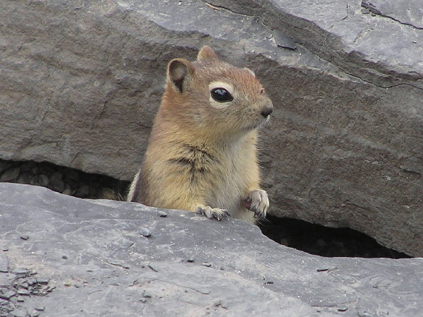 What is this Golden-mantled Ground Squirrel wondering as it peeps out ...