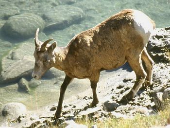 The Bighorn Sheep