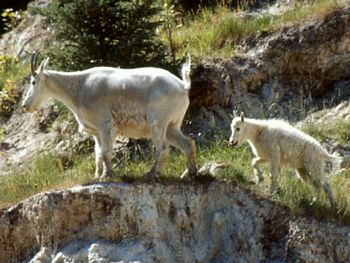 The Mountain Goats