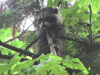 The Raccoon in a tree