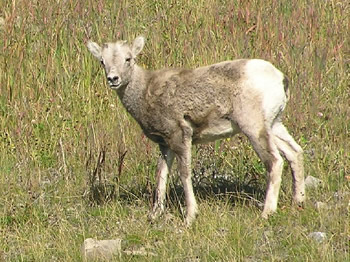 The Young Bighorn Sheep 