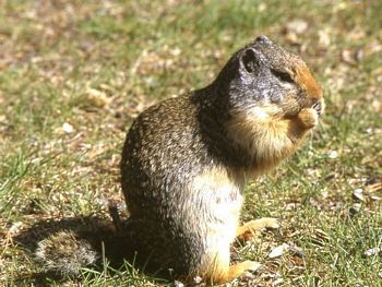 The Columbian Ground Squirrel 