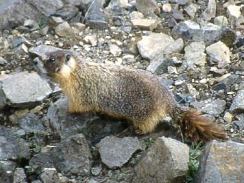 The Yellow-Bellied Marmot