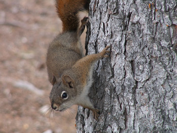 The Red Squirrel