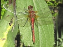 Dragonflies At-A-Glance