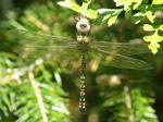 Blue-eyed Darner, Rhionaeschna multicolour, female