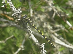 Pacific Spiketail, Cordulegastridae dorsalis