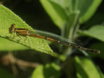 Western Forktail, Ischnura perparva, young female