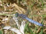 Blue Dasher, Pachydiplax longipennis, male