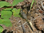 Blue Dasher, Pachydiplax longipennis, immature male