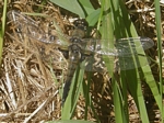 Four-spotted Skimmer, Libellula quadrimaculata