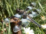 Eight-spotted Skimmer, Libellula forensic