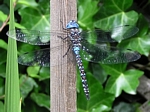 Blue-eyed Darner, Rhionaeschna multicolor, male