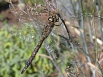 Blue-eyed Darner, Rhionaeschna multicolour, female