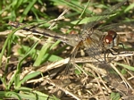 Striped Meadowhawk, Sympetrum pallipes