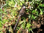 California Darner, Rhionaeschna californica, male