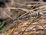 Tule Bluet, Enallagma carunculatum, female