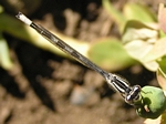 Tule Bluet, Enallagma carunculatum, male